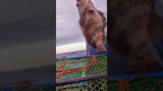 Download Lagu lapu lapu #viral #fishing #fishng #video #fish #crab #fishinggear #adventure #carpfishing #fishing MP3