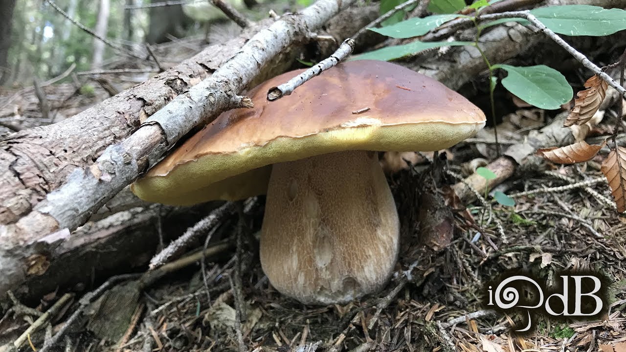 Porcini Edo 12 Agosto 2019 YouTube