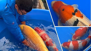 Cách chọn cá Koi Nhật cho người mới – Ai cũng có thể áp dụng