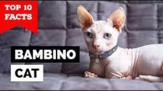 Top 10 Purr fect Facts About Bambino Cats by puspusmeowmeow 20 views 1 month ago 1 minute, 14 seconds