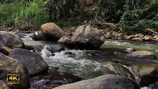 Therapeutic birds chirping, the sound of water gurgling with the sound of birds by Putu Tangsi 934 views 3 weeks ago 2 hours, 15 minutes