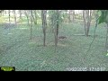 Southern Missouri Buck Strolling Through The Ozarks Woods October 2025