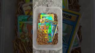 No this is very expensive pokemon card in world #pokemoncards #pokemontcg #shorts No this is very expensive pokemon card in world #pokemoncards #pokemontcg #shorts