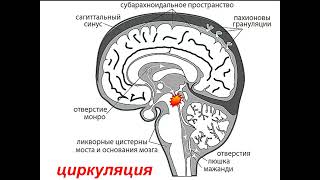 Отек мозга Горячев А.С. 2024