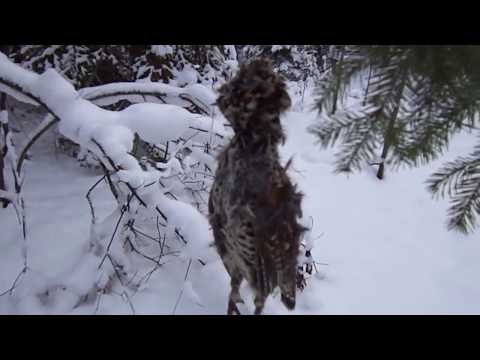 Видео: Несчастные случаи на рыбалке с собаками - Уход за рыболовным крючком для собак