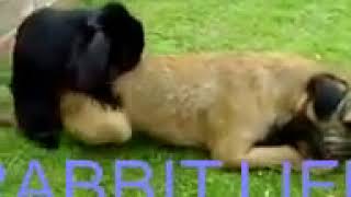 RABBIT LIFE - Rabbit and Dog funny by Animals Funny Life 2 views 4 years ago 21 seconds