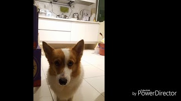INTRO CHERRY THE CORGI