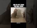 새 아기 고양이와 기존 고양이의 귀여운 기강 잡기 😺