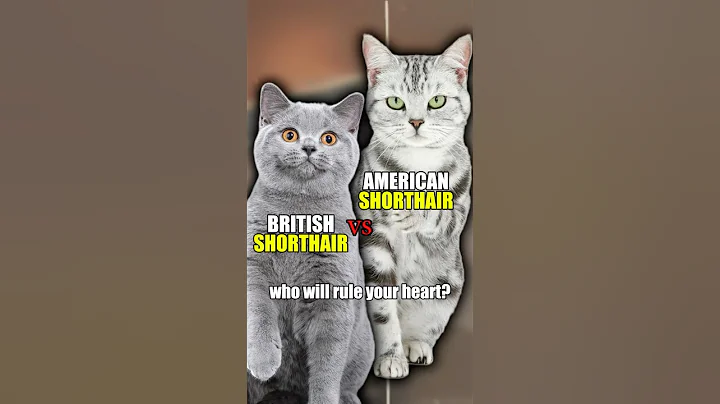 Video 11099101: british shorthair american, cat steals, feline, royal