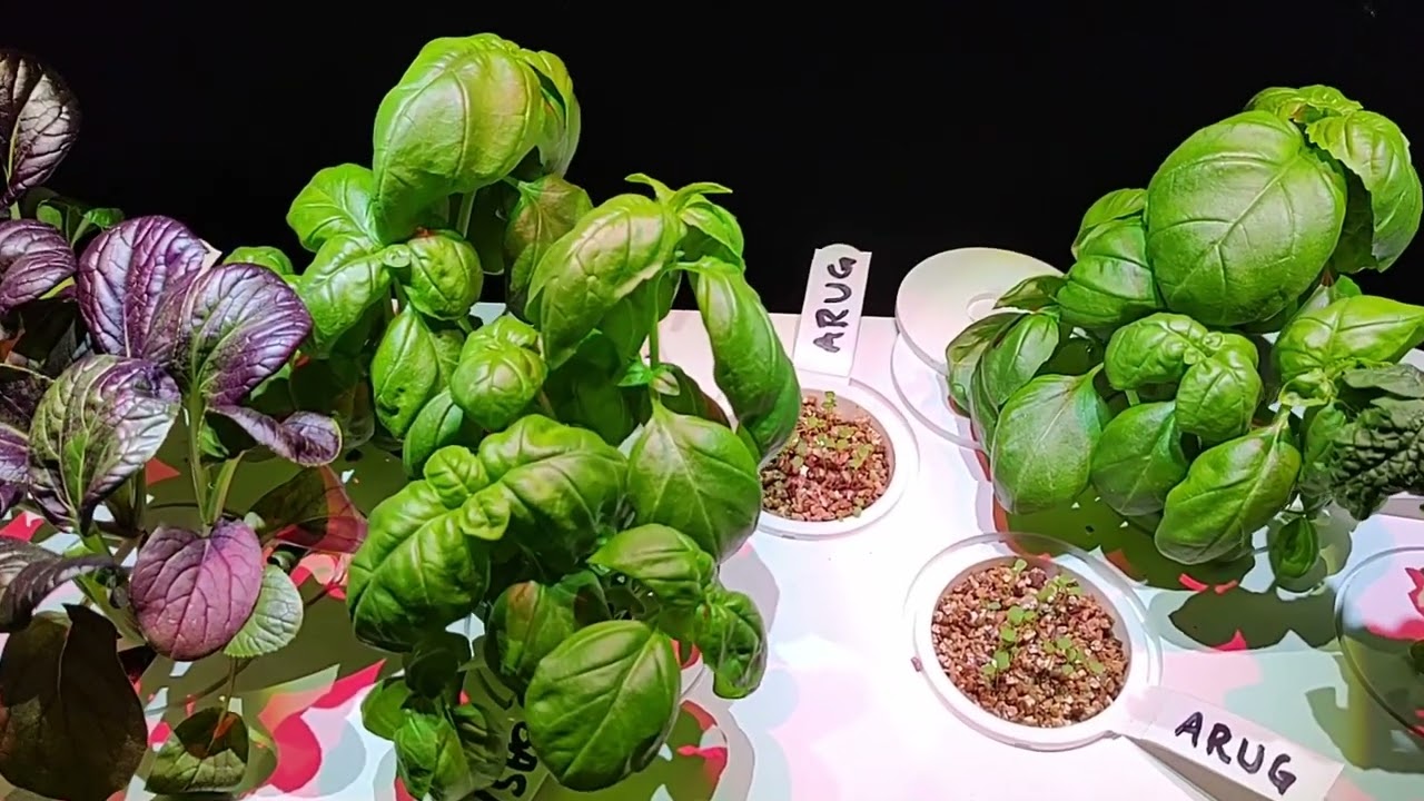 Smart Garden 9 week 5, harvesting basil & Pak Choi, update on arugula/rocket in vermiculite and more