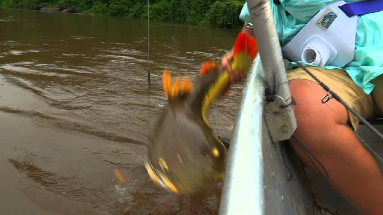 REAL ADVENTURE WITH TOMAHAWK: WONOTOBO FALLS  PART2 - REDTAIL CATFISH