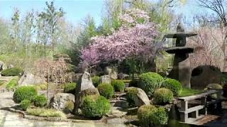 Japonská zahrada Mu-Shin září