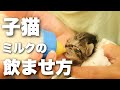 【保護猫】 生まれてすぐの子猫の育て方&ミルクの飲ませ方〜How to raise a newborn kitten