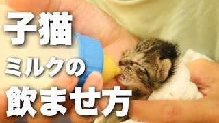 【保護猫】 生まれてすぐの子猫の育て方&ミルクの飲ませ方〜How to raise a newborn kitten