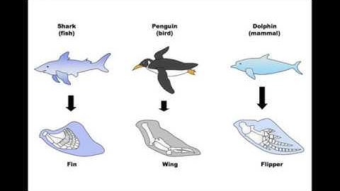 IMAT Biology - Inheritance & environment part 2