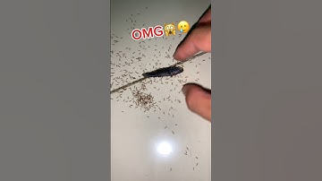 poor wild betta fish💔#betta #bettafishtank