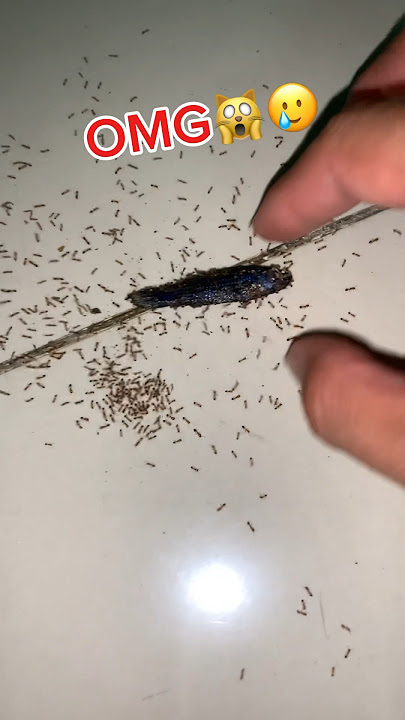 ikan cupang liar yang malang💔#betta #bettafishtank