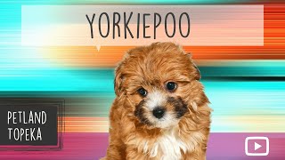 Yorkiepoo Fun Facts by Petland Topeka 6 views 2 years ago 50 seconds