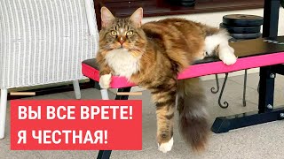 Anfisa the cat: stolen goods taste better! by Aksel Frank 72,665 views 1 month ago 8 minutes, 25 seconds