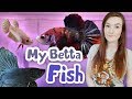 Meet My Betta Fish | Betta Adoptions!