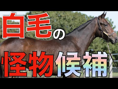 【大本命】最高評価を受ける白毛馬がついにデビュー！ソダシに続くアイドルホースへ。