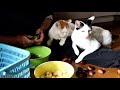 しろと栗の皮むき Peeling cat and chestnut 191020