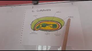 El Cloroplasto Y Sus Partes