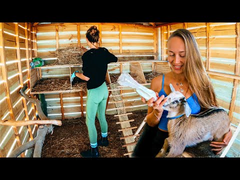 Pet Goat Updates, Homestead, Chicken Coop & Vegetable Gardens