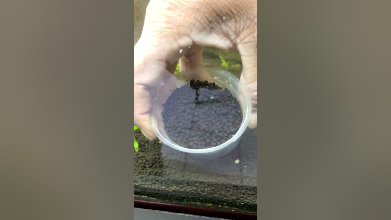 aquarium adding substrate to existing YouTube