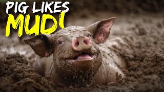 Why Do Pigs Roll Around in the Mud?