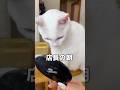 シロ店長の朝は忙しい🐾 #猫店長 #シロちゃん #猫のいる暮らし #猫動画