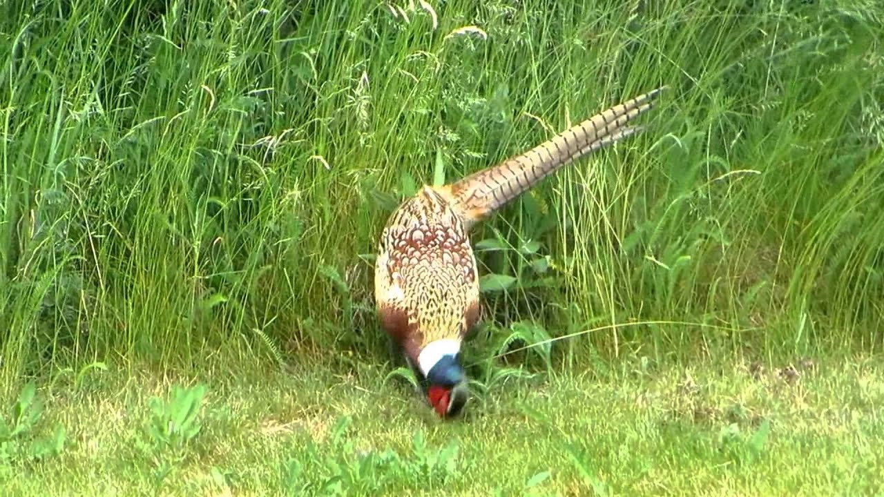 Very hungry common pheasant male 