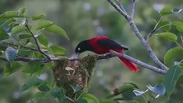 سورة البقرة بصوت شجي يريح القلب مع الشيخ عبد الرحيم المحنك وفقه الله