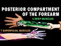 UPPER LIMB MUSCLES (4/6) - POSTERIOR COMPARTMENT OF THE FOREARM