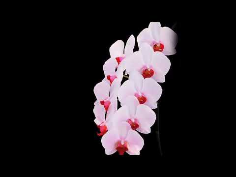 劉文正－蘭花草 1979