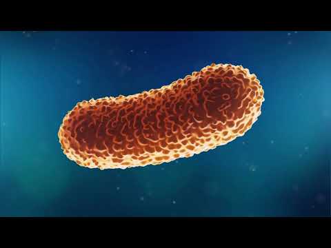Vidéo: Infection Intestinale à Rotavirus Chez L'adulte - Causes, Symptômes Et Traitement