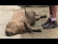 Capybara Syrup Kisses Me. I Have Always Had a Special Relationship with Syrup