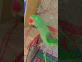 parrot video #breedingpair #parrotlover #parrotvideo #cutebird #talkingparot