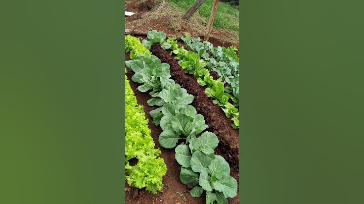 #hortaliças #verduras #legumes #nutrição