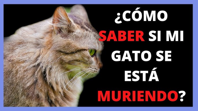 Cómo saber si mi gato está enfermo