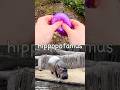 Animal Names | Kids Learn at the Stream: Dog Bearded Dragon Bear Elephant Hippo