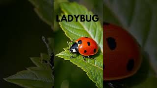 Learn Insect Names for Kids 🐞 Fun Learning #shorts
