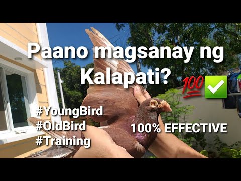 Video: Paano Mapakali Ang Mga Kalapati