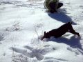 Cute puppy zoey in snow 2