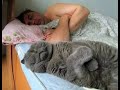 🐈 На кого похожи коты? 🐕 Смешное видео с кошками и котятами для хорошего настроения! 🐱