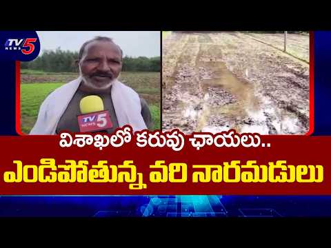 వర్షాలు లేక రైతన్న విలవిల...Kharif Crops at Risk in Visakha | Drought Hits Kharif Season  | TV5 - TV5NEWS