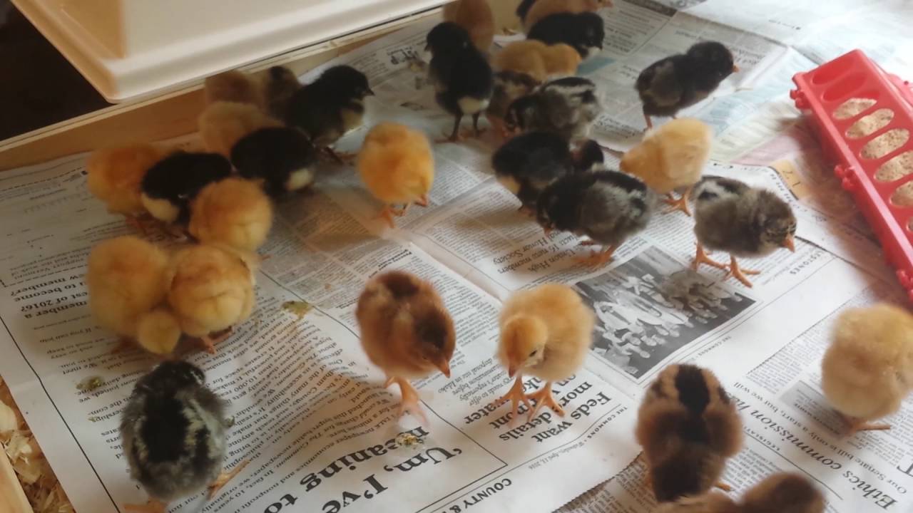 Day Old Chicks in the Ultimate Brooder Part 4 YouTube
