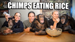 Chimpanzees Eating HOMEMADE Rice | Myrtle Beach Safari
