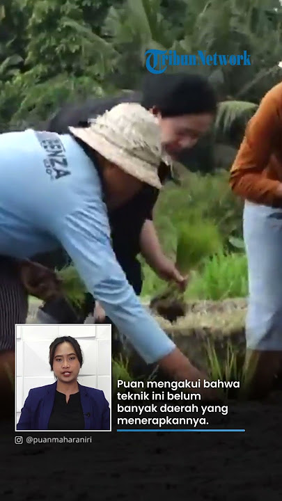 Di-Bully Gara-gara Tanam Padi Maju saat di Bali, Puan Maharani Sebut Itu Bukan Inisiatifnya