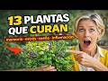 13 plantas que tu cuerpo necesita y nadie te explica cómo usarlas
